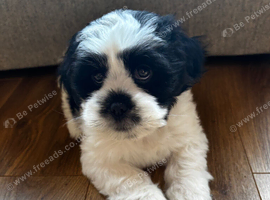 Lhasa apso puppy - 8 weeks