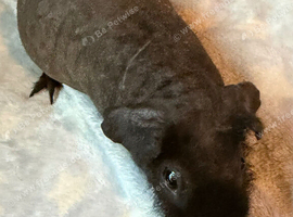 Skinny Pig Boars