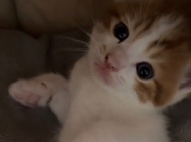 Leo is  looking for a forever home