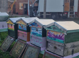 Hives, Bees, Queens, Nucs, Honey, Nucleus colonies