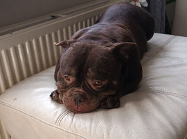 Micro bully for sale