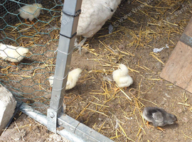 Laying hens for sale