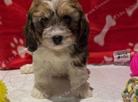 Cavachon puppy girl for sale