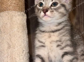 Grey Tabby Domestic Shorthair Kittens