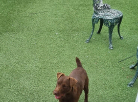 Patterdale terrier