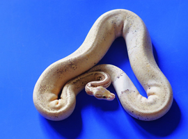 For sale Royal python