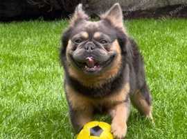 Blue tan fluffy carrying pink, Isabella, cream