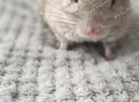 Lovely female kit chinchillas