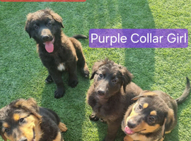 Sheprador Puppies &ndash; German Shepherd &times; Labrador