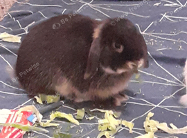 Beautiful bunny for sale