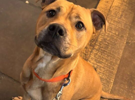 Gorgeous Friendly Staffordshire cross Bullmastiff for rehome/sale.