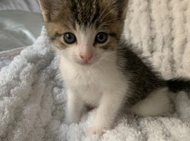 A cutie kitten