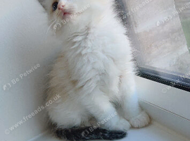 Ragdolls