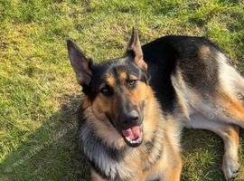 Rehome German shepherd
