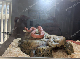 Corn snake