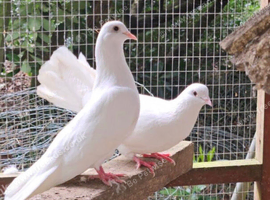 PURE WHITE DOVES STRAIGHT TAILS