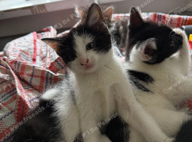 Last baby kitten