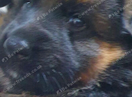 German Shepherd Puppies