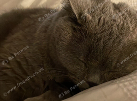 2 beautiful grey and cream cats to be rehomed