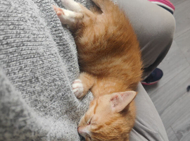 Ginger male kitten for sale