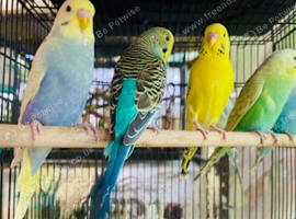 Beautiful Baby Budgies &. Cages .Various Mutations