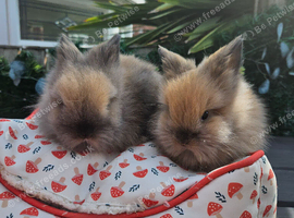 2 sooty fawn lionhead bucks