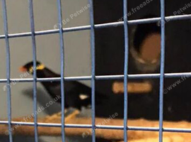 Breeding pair of hill mynah for sale