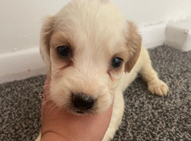 Beautiful cocker spaniel puppies.