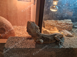 2 year old bearded dragon