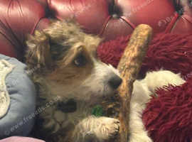 Jack Russell for stud