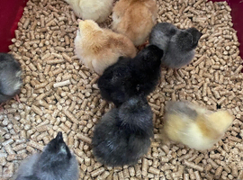 Bluebell chicks unsexed
