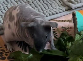 2 Female skinny pigs