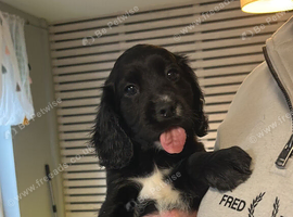 Show Cocker Spaniel Puppies ready 9/10/26