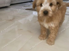 Curly Characters &ndash; Cockapoo Puppies Ready for Loving Homes