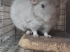 Beautiful Baby Chinchillas looking for their forever loving homes