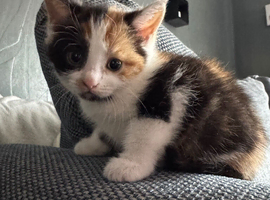 Beautiful calico kitten