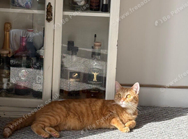 2 year old neutered male
