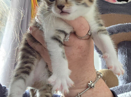3 kittnes