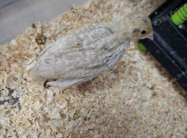 Young courtnix quail