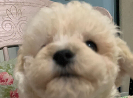 Beautiful White F1 Toy Poochon boy