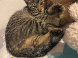 Female tabby
