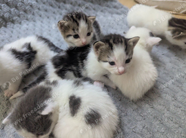 Kittens for sale &pound;125