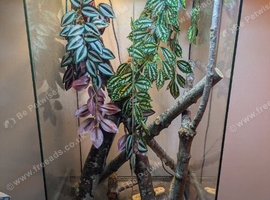 Madagascan giant day gecko (high red) and full set up