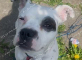 American bulldog