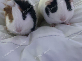 2 male guinea pigs need rehoming
