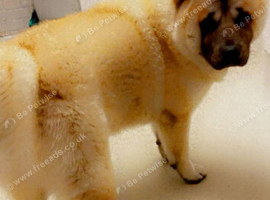 American akita/chow chow