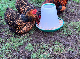 FERTILE pekin bantam hatching eggs