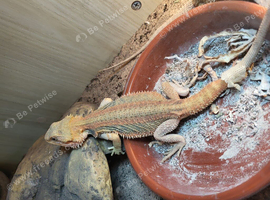 Genetic stripe bearded dragon