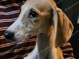 2 male lurcher puppies