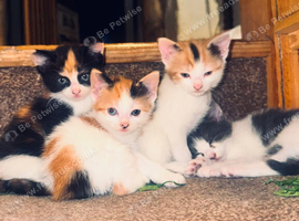Tabby Kittens looking for new family